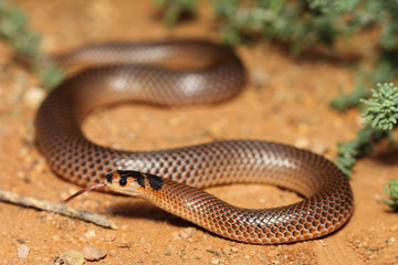 Parasuta spectabilis is a species of snakes of the family Elapidae.