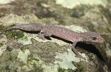 Phyllurus championae is a species of gecko of the family Carphodactylidae.