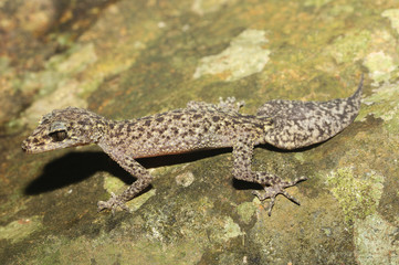 Phyllurus isis is a species of gecko of the family Carphodactylidae.