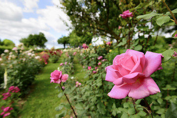 Fototapeta na wymiar Rose garden in Italy Marche