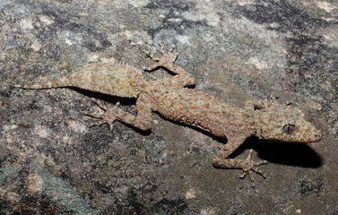 The Broad-tailed Gecko or Southern Leaf-tailed Gecko is a common gecko found in the Sydney Basin. The large tail is used as a decoy, to prevent predation. The tail is also useful for fat storage.