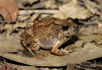The ornate burrowing frog, is a species of ground frog native to Australia. It was moved to the genus Opisthodon in 2006, following a major revision of amphibians.