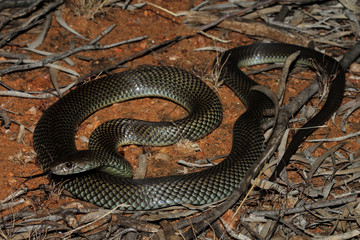 Pseudechis australis, commonly known as the king brown- or mulga snake, or Pilbara cobra, is a...