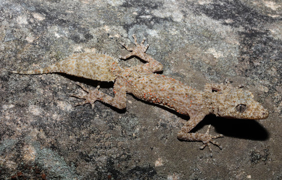 The Broad-tailed Gecko or Southern Leaf-tailed Gecko is a common gecko found in the Sydney Basin. The large tail is used as a decoy, to prevent predation. The tail is also useful for fat storage.