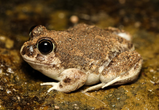 Spencer's Burrowing Frog is a species of frog native to western and central Australia.