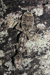 Saltuarius salebrosus is a species of gecko of the family Carphodactylidae.