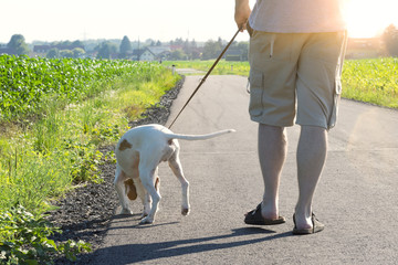 Man walking his dog on a summer evening