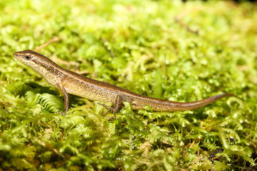 Saproscincus basiliscus is a species of saurians of the family of Cophoscincopus.