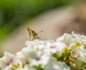 Beautiful butterfly sitting on flower.
