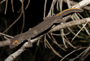Strophurus taenicauda is a species of gecko in the family Diplodactylidae. Its common name is tailed gecko golden (golden tailed gecko), or gecko in australia.