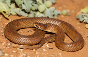 Suta suta is a species of snakes of the family Elapidae.