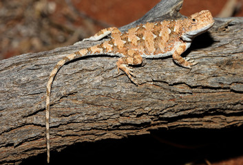 Tympanocryptis lineata is a species of saurians of the family of Agamidae.