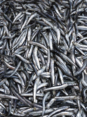 sardines fish background. 