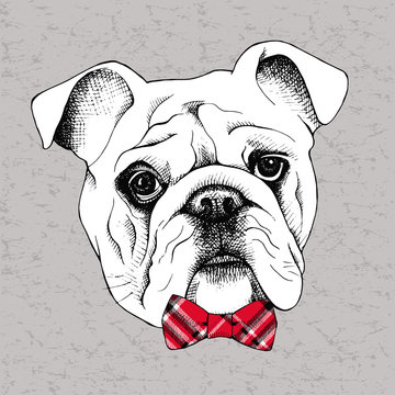 Picture of portrait of a dog bulldog with a bow. Vector illustration.