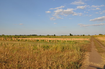 Fototapeta na wymiar Summer Landscape with Wheat Field and Clouds