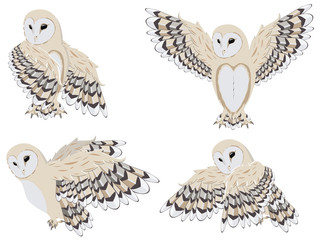 Cartoon Barn Owl