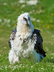 Bearded vulture (Gypaetus barbatus)