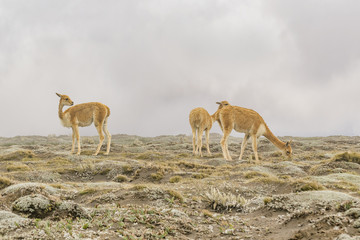 Vicunas at Chimborazo Park Ecuador