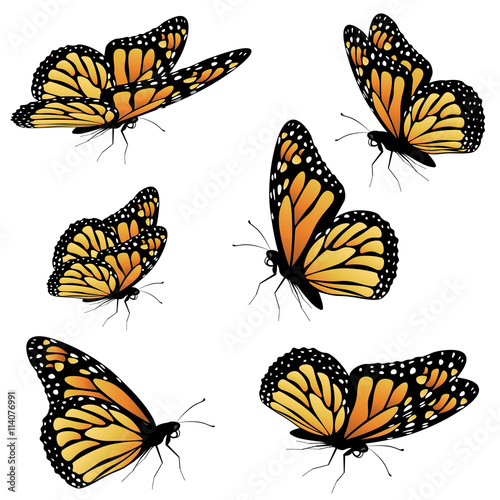 Download "Orange Monarch Butterfly" Stock image and royalty-free ...