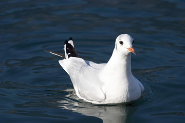 gabbiano comune larus ridibundus livrea 