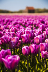 fields of tulips