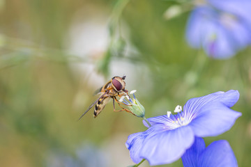 insekt auf blume