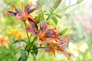 Blumen 623 © K.-U. Häßler