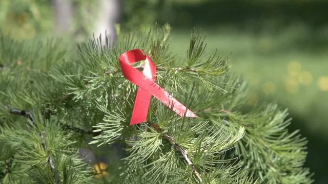 Close-up shot of red awareness ribbon on waving pine tree branch. AIDS and HIV awareness, heart disease, lymphoma, tuberculosis, substance-abuse, vasculitis