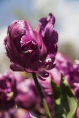 fields of tulips