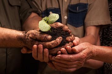farmers family hands holding a fresh young plant