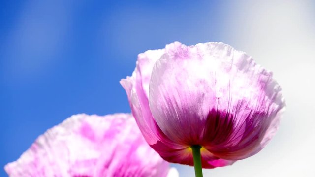 Schlafmohn, Papaver somniferum, Bl&uuml;te