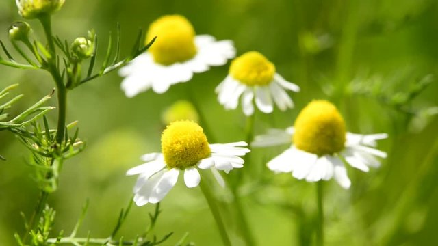 Kamille, Chamomilla offic.,Bl&uuml;te der Heilpflanze