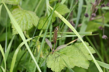 Kohlschnaken bei der Paarung, Tipula sp.