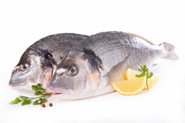 fish isolated on white