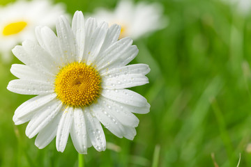 Fototapeta na wymiar Chamomile flower on grass field