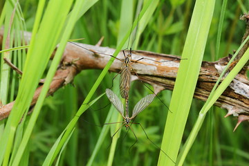 Kohlschnaken bei der Paarung, Tipula sp.