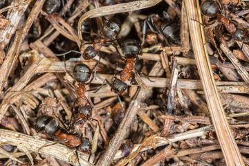 Close up of Wood Ants (Formica rufa) working on their nest