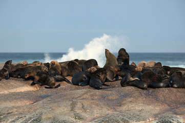 Island fur seals off the coast of South Africa
