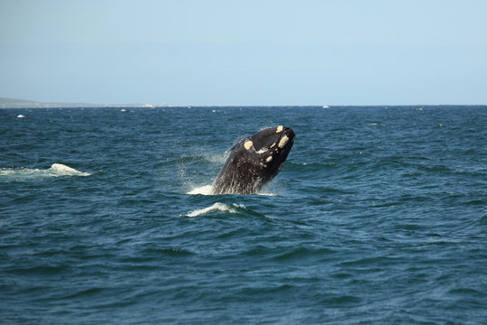 southern right whale jumping out of the water with a lot  splashing, South Africa