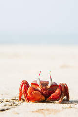 The big red crab sitting on the sand - 114080352