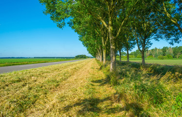 Field with vegetables in summer