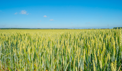 Sunny field with grain in summer