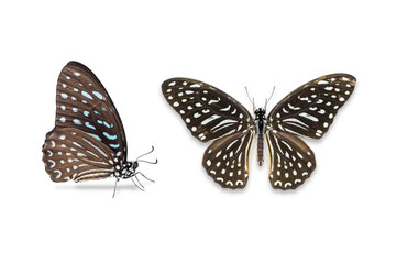 Spotted Zebra butterfly