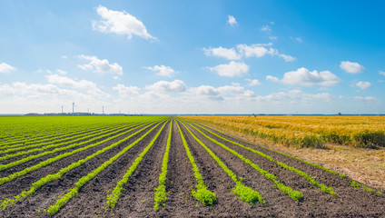Field with vegetables in summer