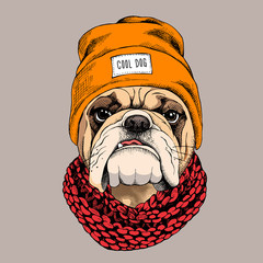 Portrait de bouledogue dans un chapeau hipster et avec une écharpe tricotée. Illustration vectorielle.
