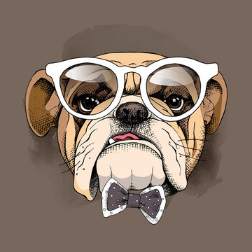 Bulldog portrait in a glasses and with a tie. Vector illustration.
