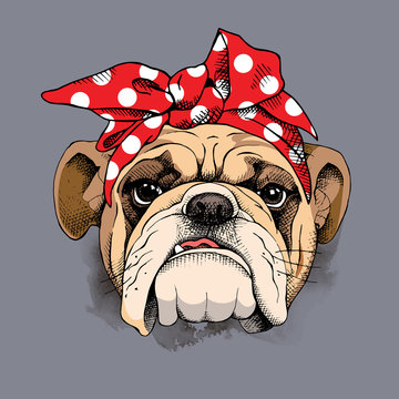 Bulldog portrait in a headband. Vector illustration.