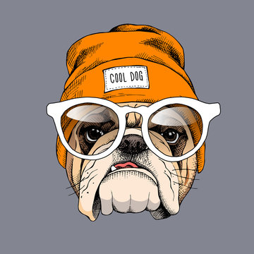 Bulldog portrait in a hipster hat and with glasses. Vector illustration.