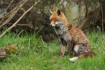 Red Fox (Vulpes Vulpes)/Red Fox in front of thick gorse bushes