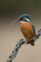 Kingfisher (Alcedo Atthis)/Kingfisher perched on moss covered branch